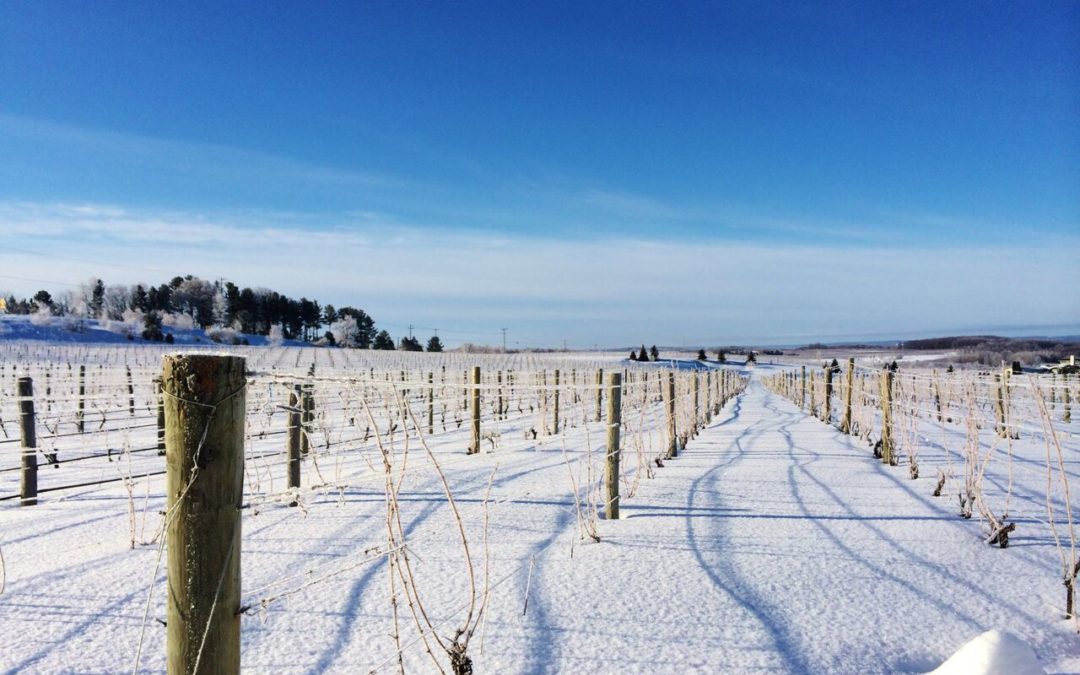 snow in vineyards