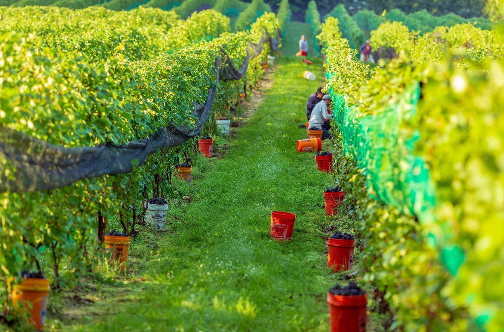 vineyard and grape picking