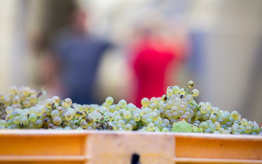 Grape Harvest on Old Mission Peninsula