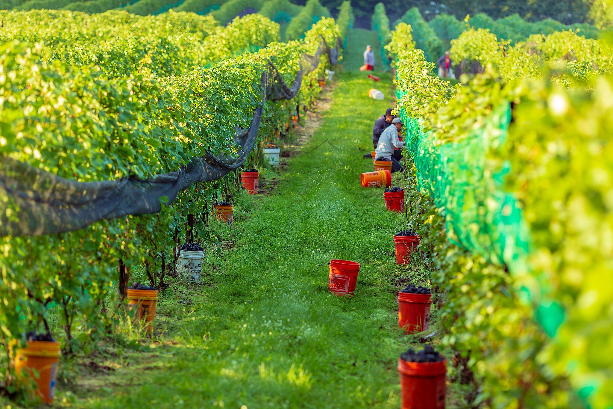 Wine harvest in Traverse City