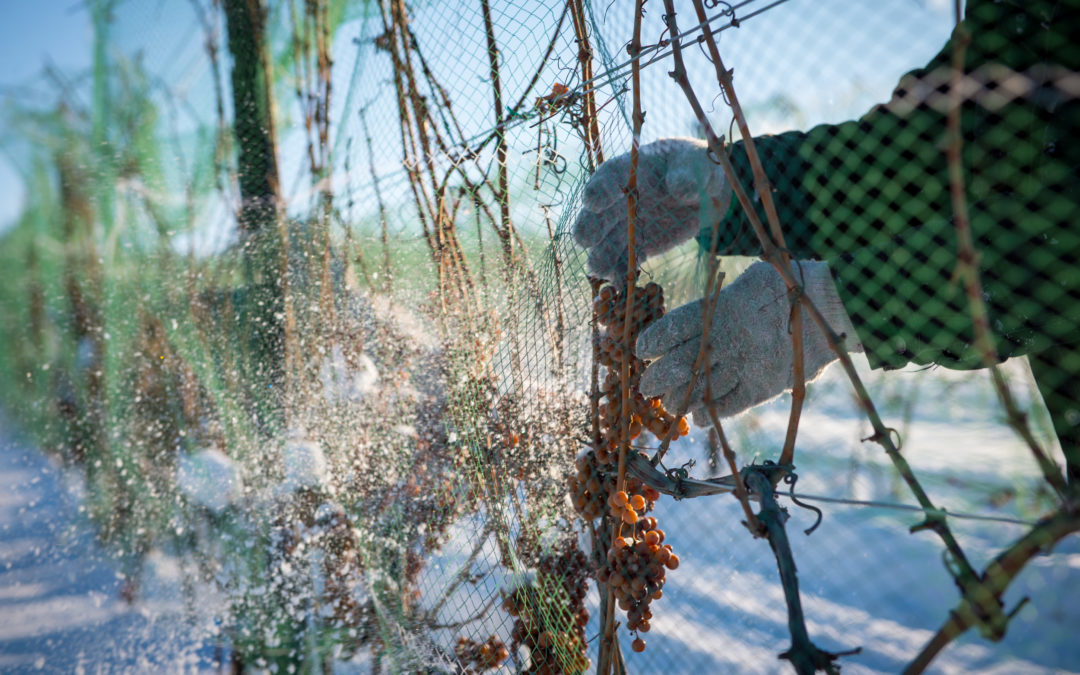 Ice Wine Harvest